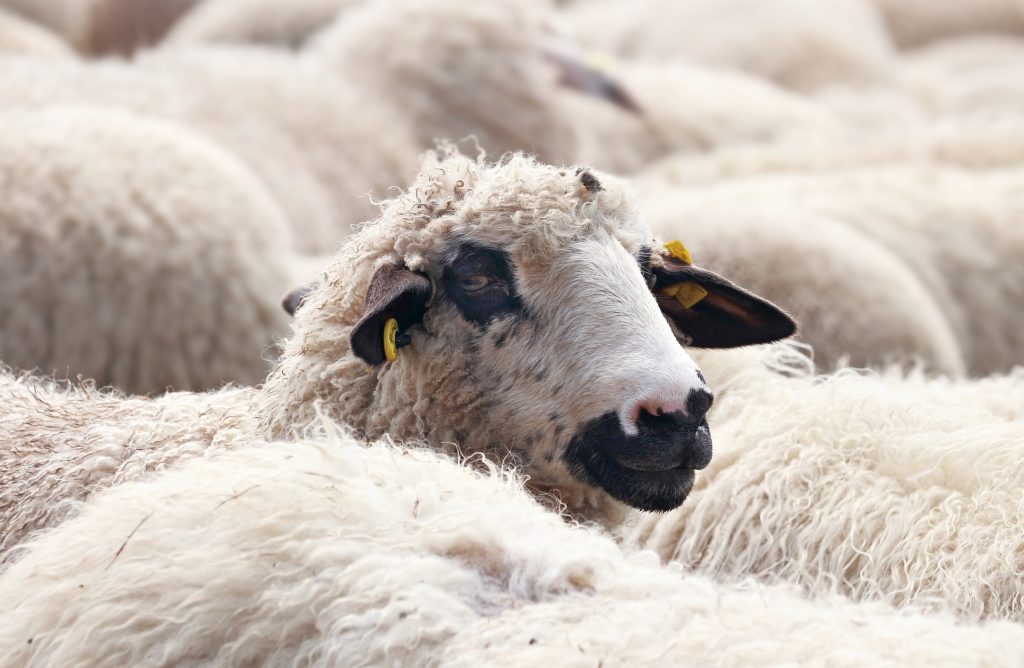 Pourquoi un vegan ne porte pas de laine